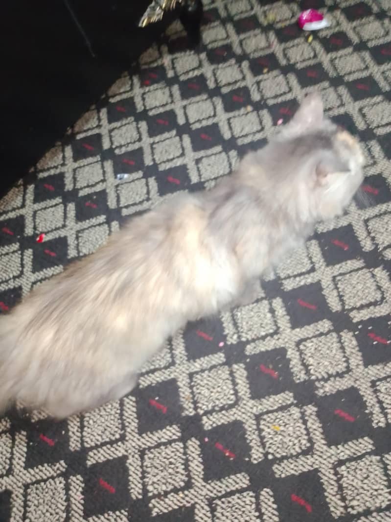 cocoo 0
