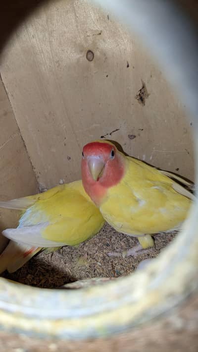 lotino love birds breeding pair with one male