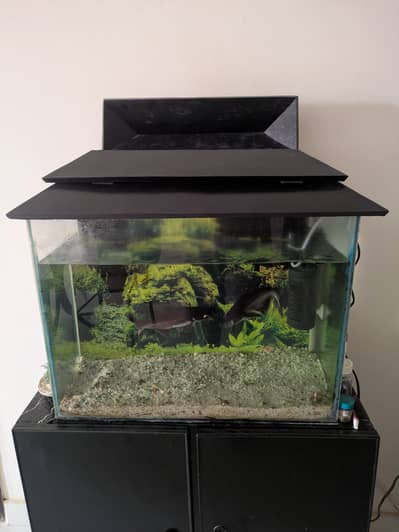 Fish Aquarium