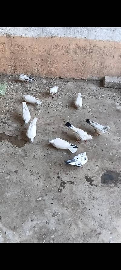 patti waly kabutar
