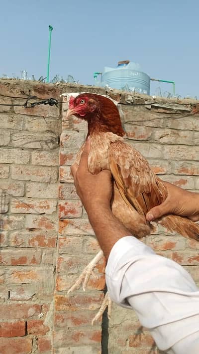 Aseel hen mianwali breed