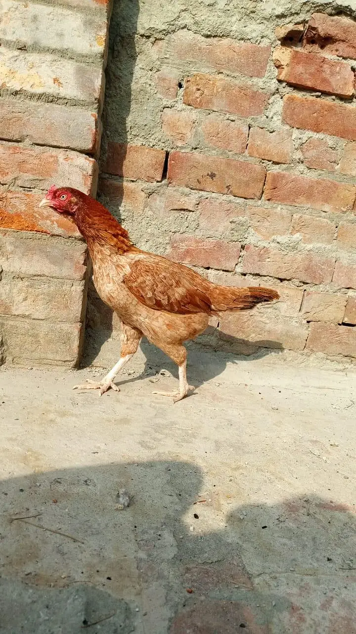 Aseel hen mianwali breed — photo 2