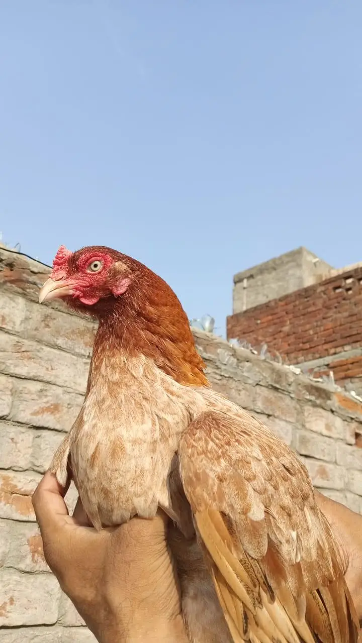 Aseel hen mianwali breed — photo 3