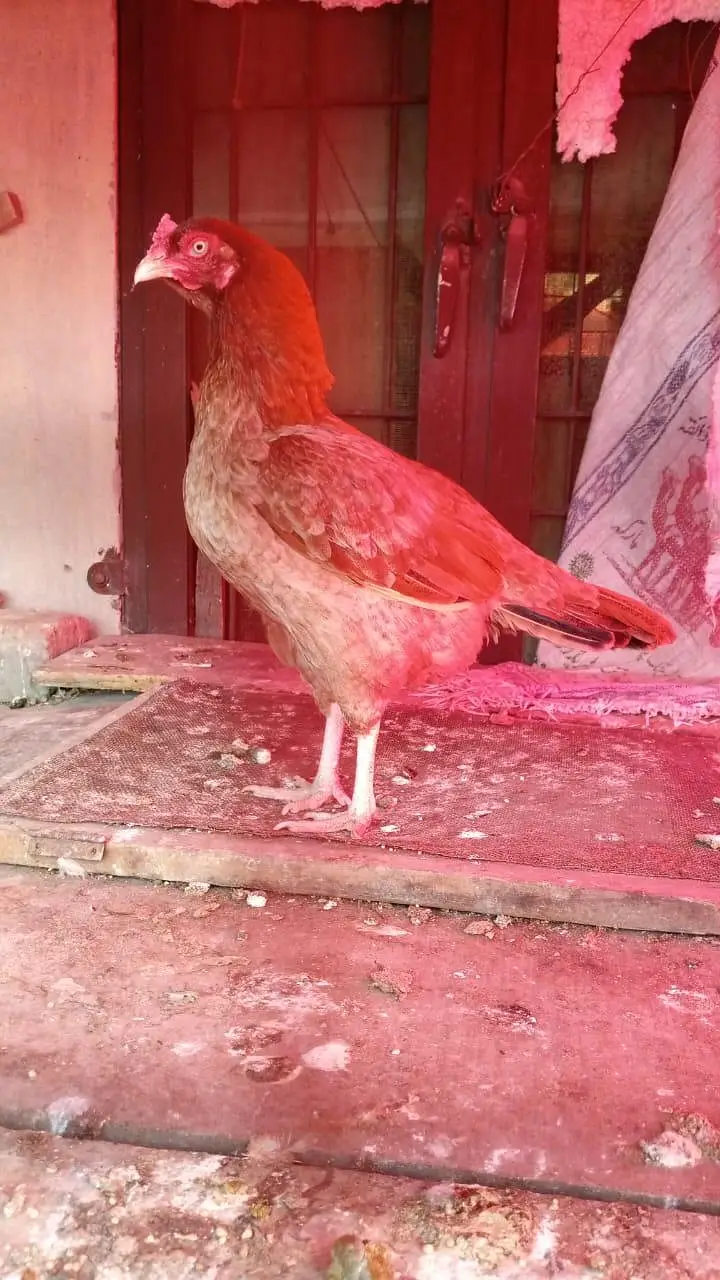 Aseel hen mianwali breed — photo 4