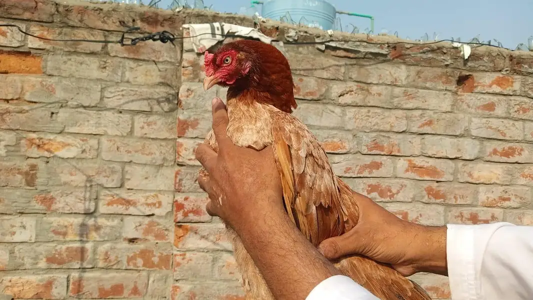 Aseel hen mianwali breed — photo 5