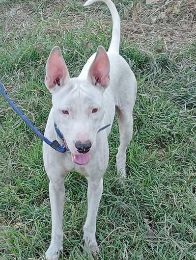 gultair dog for sale