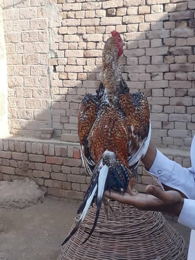 Ma Sh Allah Top quality Aseel