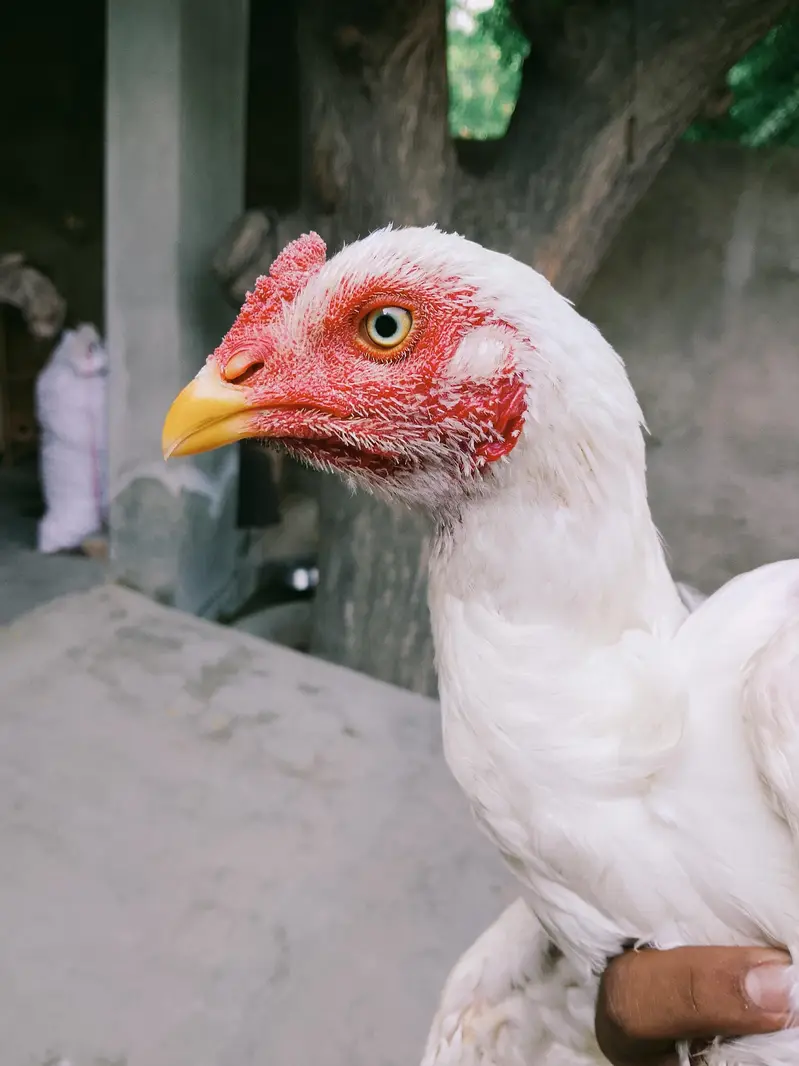 Aseel male — photo 4