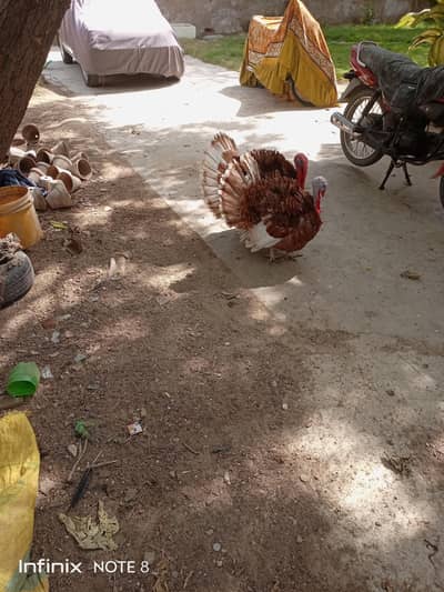 Turkey breeder