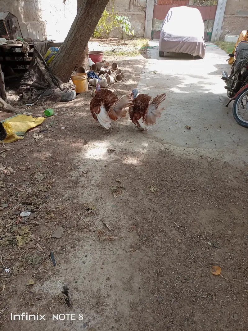 Turkey breeder — photo 2