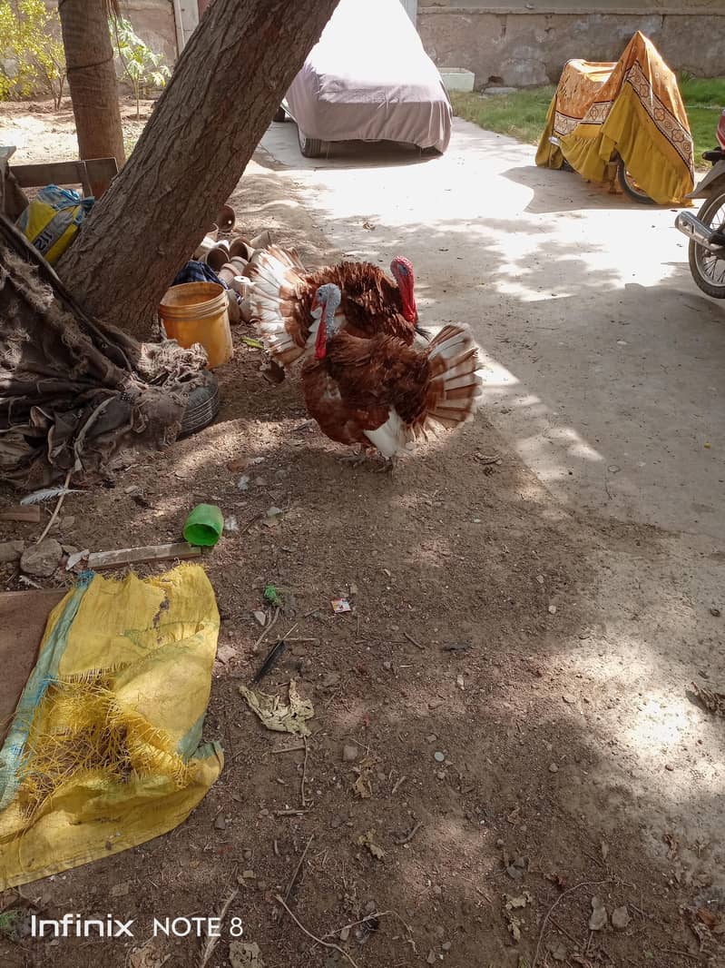 Turkey breeder 2
