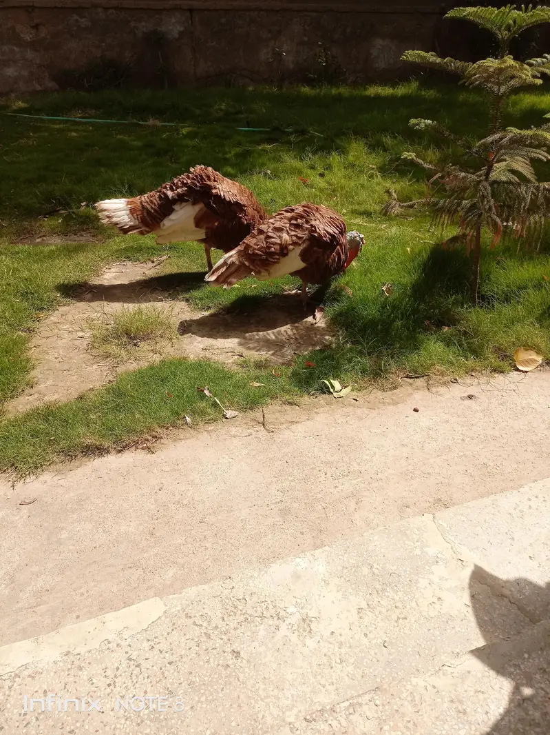 Turkey breeder — photo 4