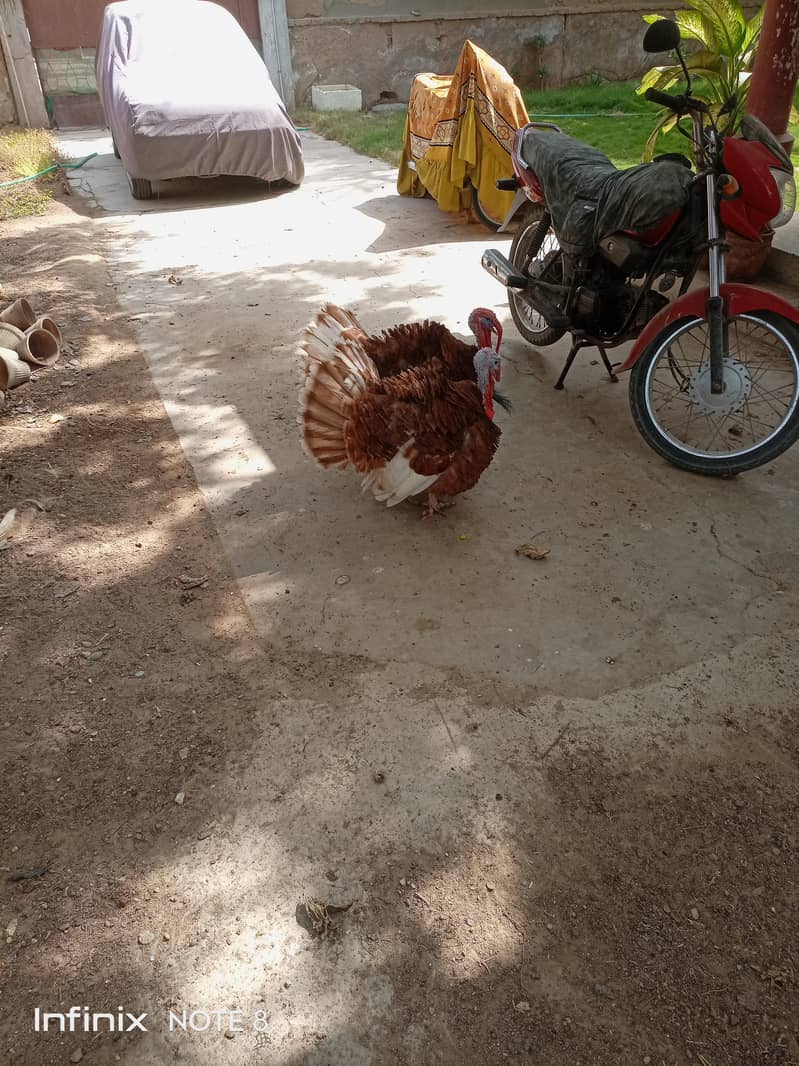Turkey breeder 4