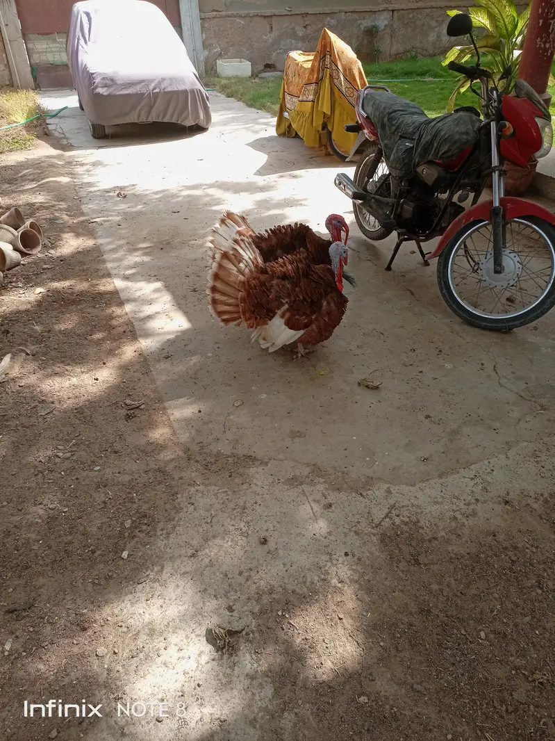 Turkey breeder — photo 5