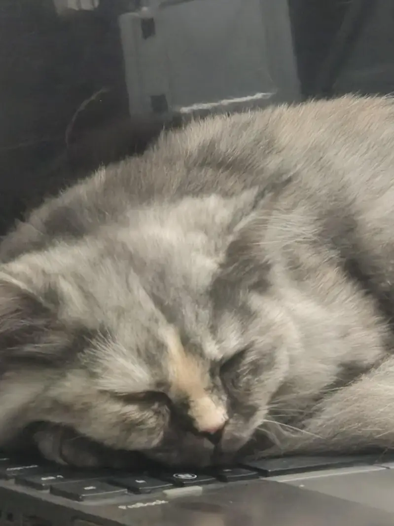 Persian Cat / Persian kitten / fully vaccinated kitten / Smoky Gray — photo 2