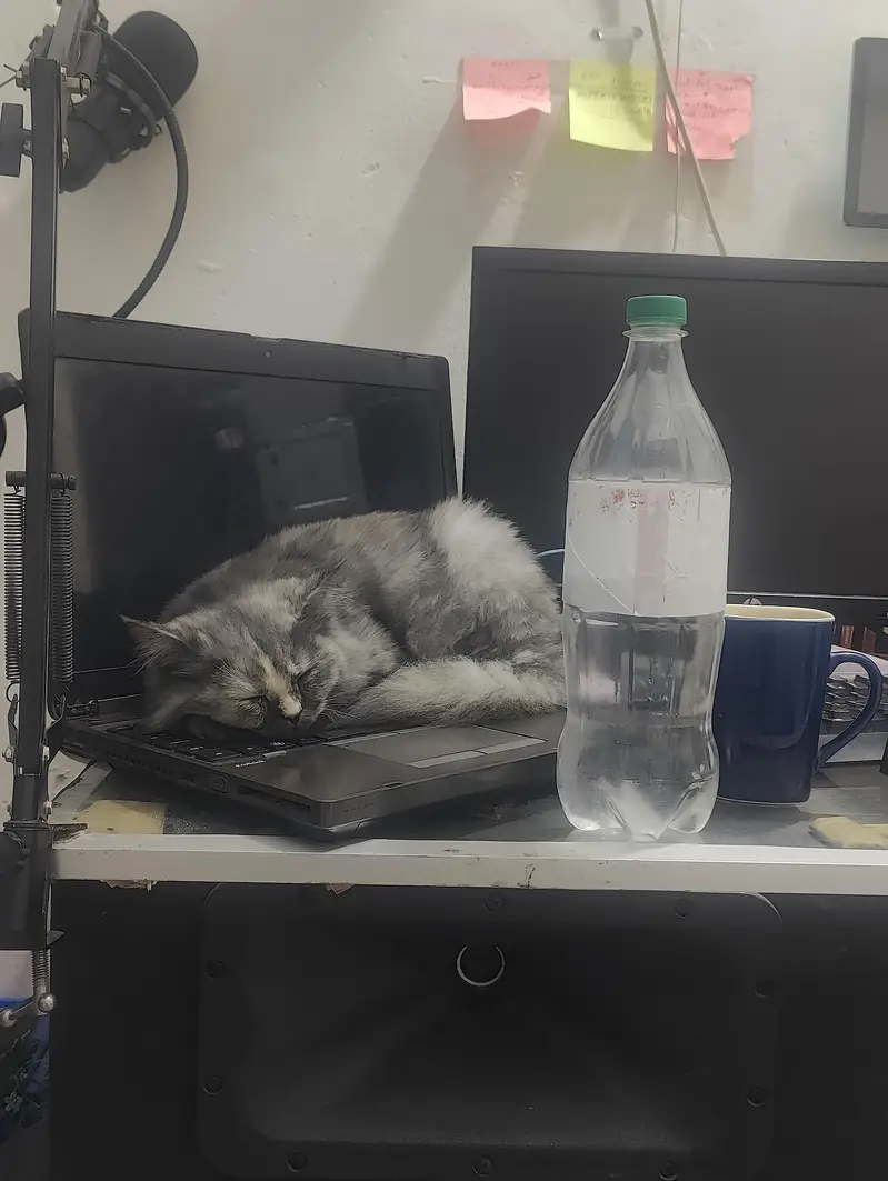 Persian Cat / Persian kitten / fully vaccinated kitten / Smoky Gray — photo 3