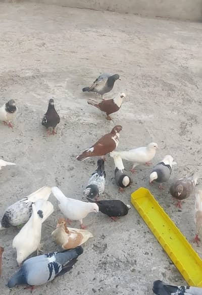 یہ مکس کبوتر ہیں ٹکڑی والے بھی بیچ میں ہیں اور پھر بھی مل جائیں گے