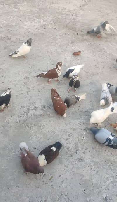 یہ مکس کبوتر ہیں ٹکڑی والے بھی بیچ میں ہیں اور پھر بھی مل جائیں گے