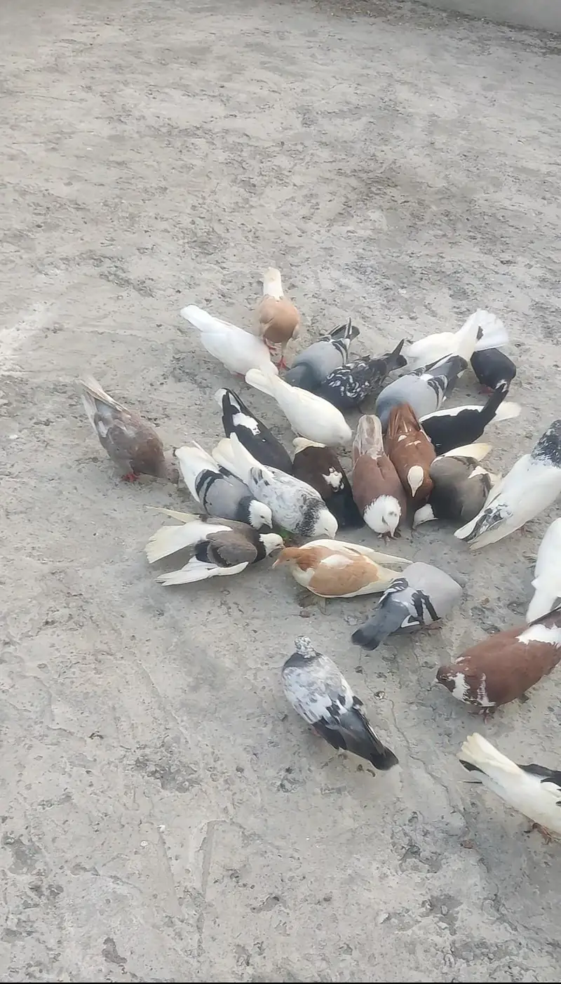یہ مکس کبوتر ہیں ٹکڑی والے بھی بیچ میں ہیں اور پھر بھی مل جائیں گے — photo 3