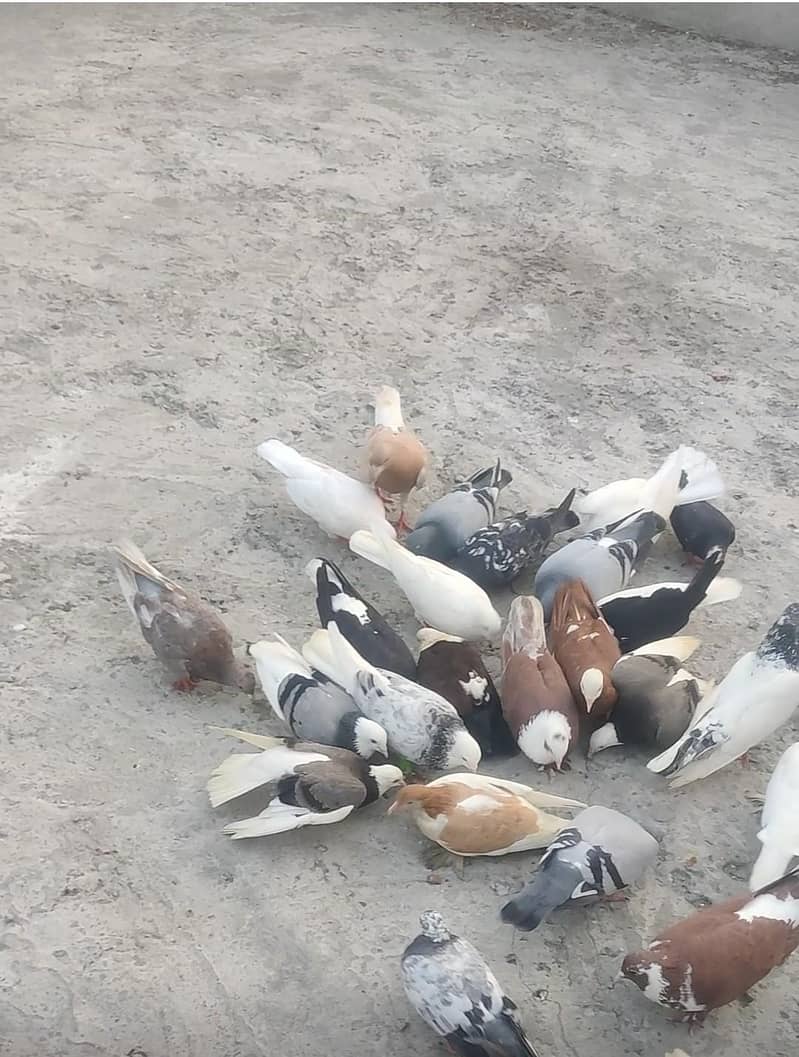 یہ مکس کبوتر ہیں ٹکڑی والے بھی بیچ میں ہیں اور پھر بھی مل جائیں گے 3