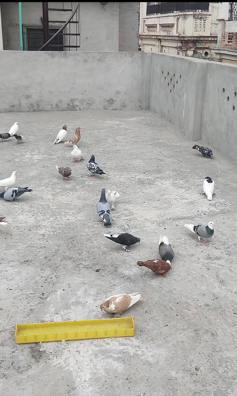یہ مکس کبوتر ہیں ٹکڑی والے بھی بیچ میں ہیں اور پھر بھی مل جائیں گے 4