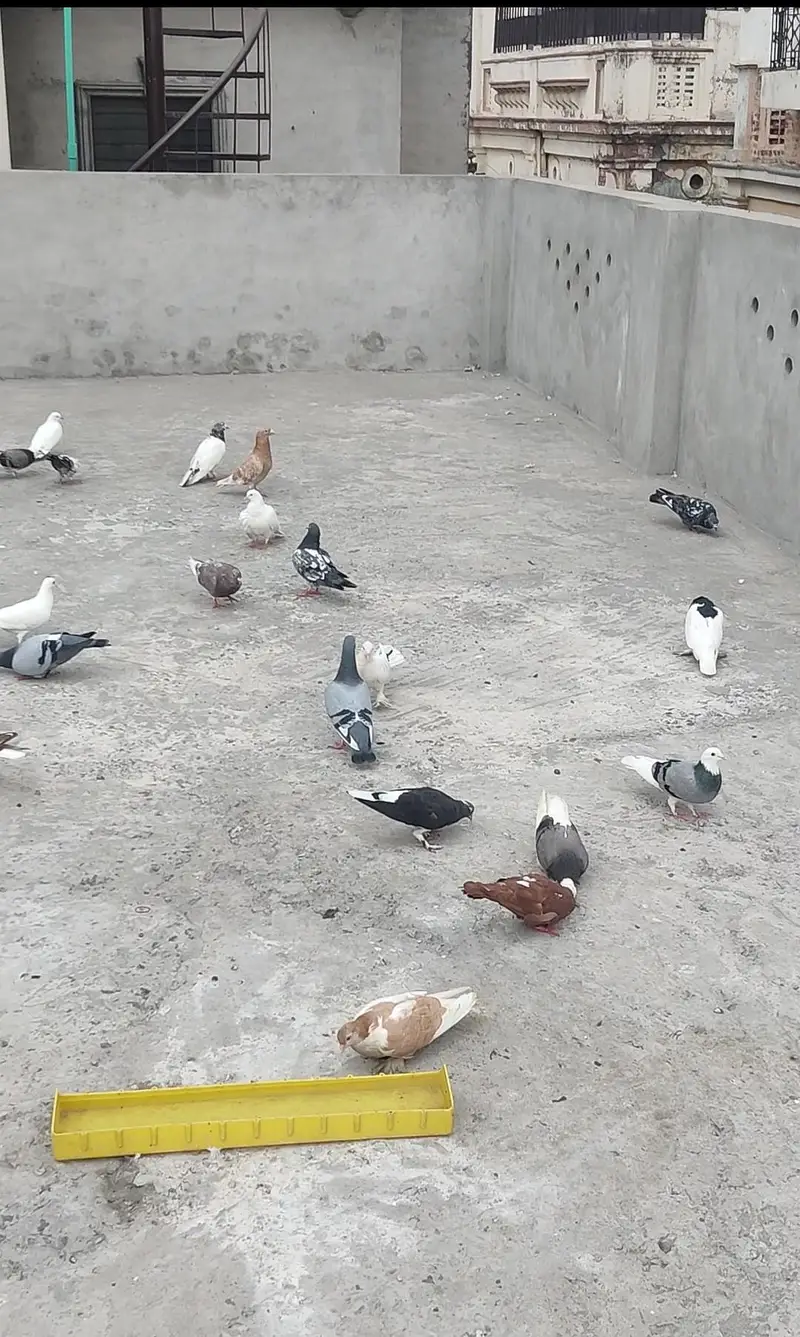 یہ مکس کبوتر ہیں ٹکڑی والے بھی بیچ میں ہیں اور پھر بھی مل جائیں گے — photo 5