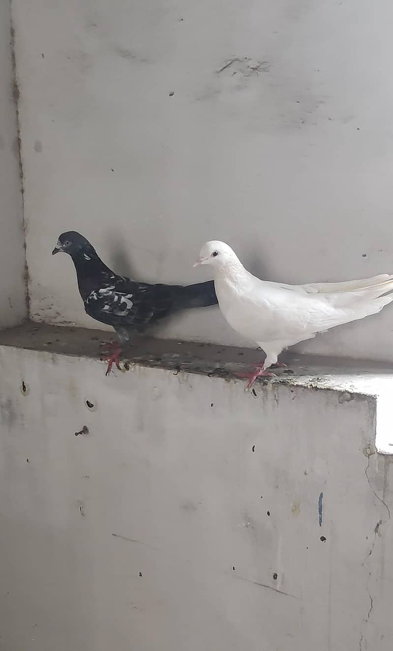 یہ مکس کبوتر ہیں ٹکڑی والے بھی بیچ میں ہیں اور پھر بھی مل جائیں گے 6