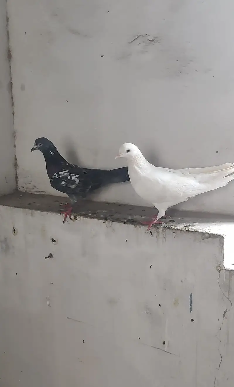 یہ مکس کبوتر ہیں ٹکڑی والے بھی بیچ میں ہیں اور پھر بھی مل جائیں گے — photo 7