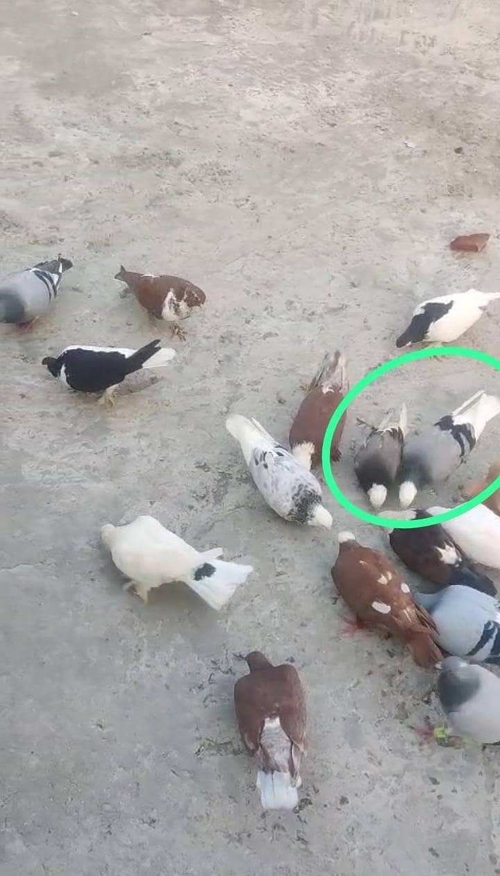 یہ مکس کبوتر ہیں ٹکڑی والے بھی بیچ میں ہیں اور پھر بھی مل جائیں گے 7