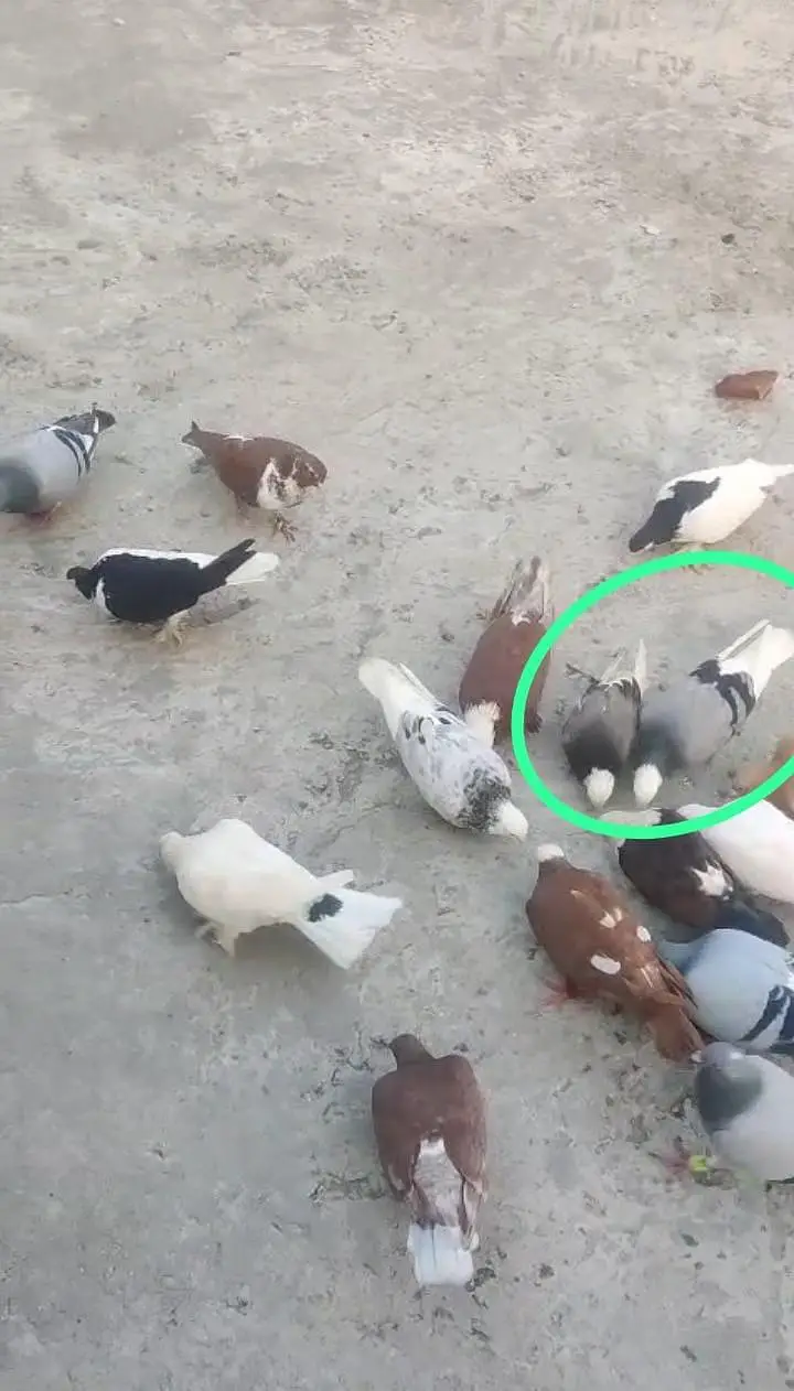 یہ مکس کبوتر ہیں ٹکڑی والے بھی بیچ میں ہیں اور پھر بھی مل جائیں گے — photo 8