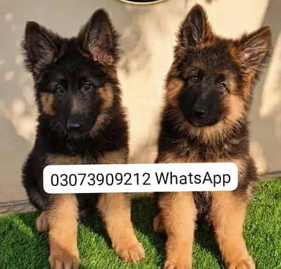 German Shepherd Long Coat Puppies Available* Puppy  *Details:* *