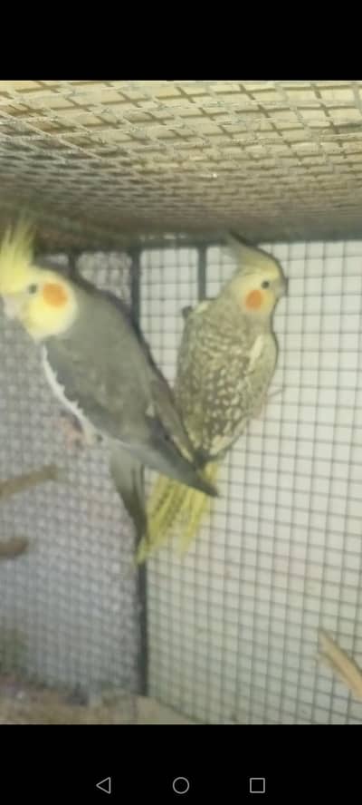 cocktail breeder pair with 2 chicks