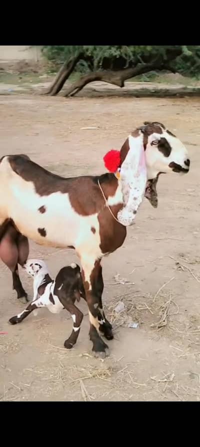 پیور دیسی ناگری بکری ساتھ میل بچہ
