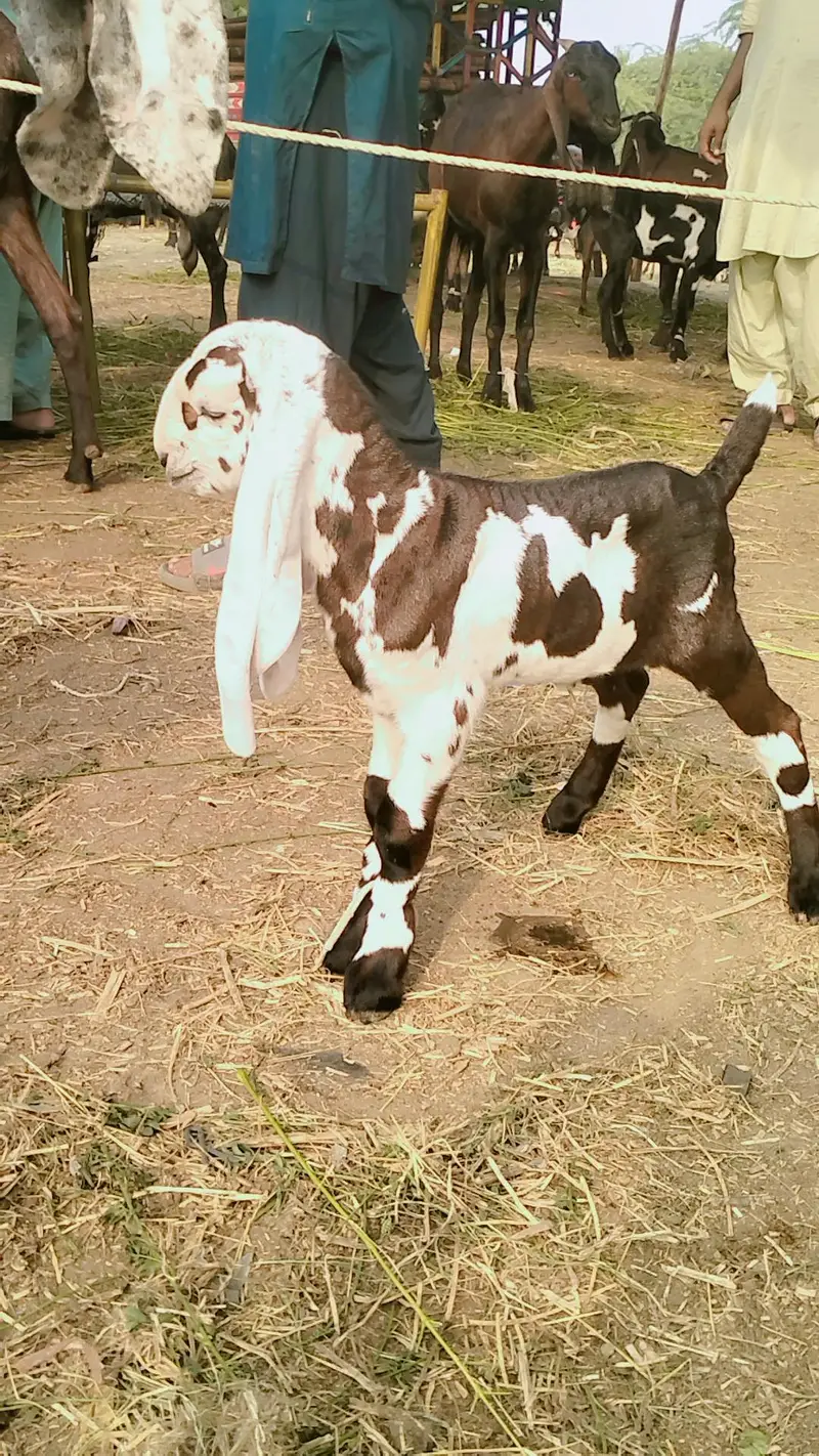پیور دیسی ناگری بکری ساتھ میل بچہ — photo 3