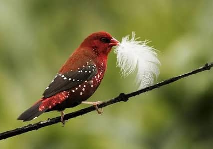 Strawberry Finch