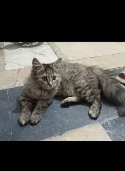 cat for sale