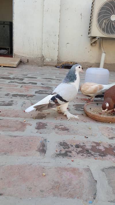 Ghubara & Sherazi