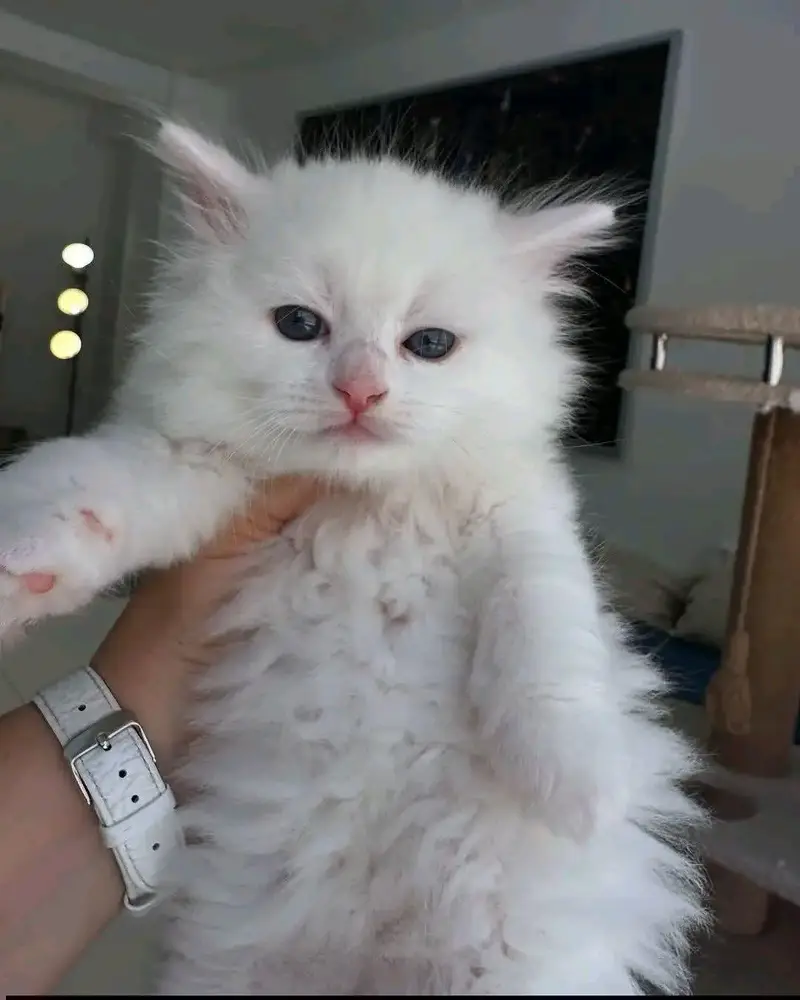 Persian Female kitten for sale — photo 2