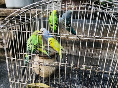 3 Pairs full breeder .