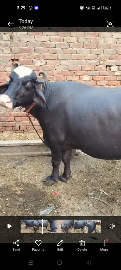 buffalo