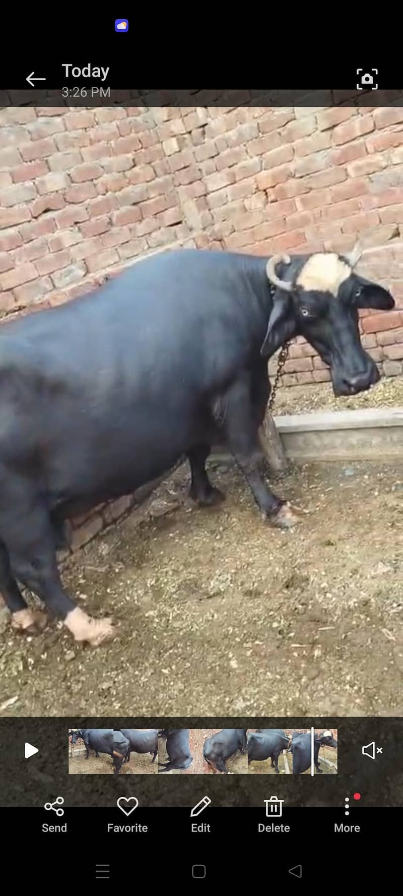 buffalo 1