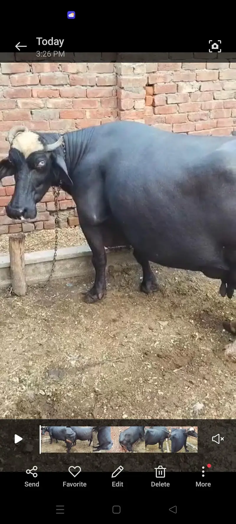 buffalo — photo 3