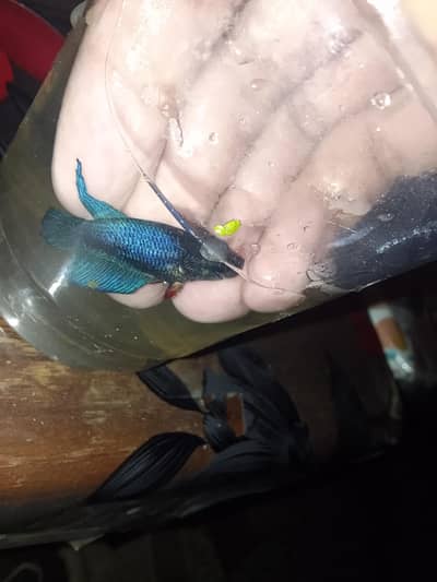 Betta fish breeder pieces