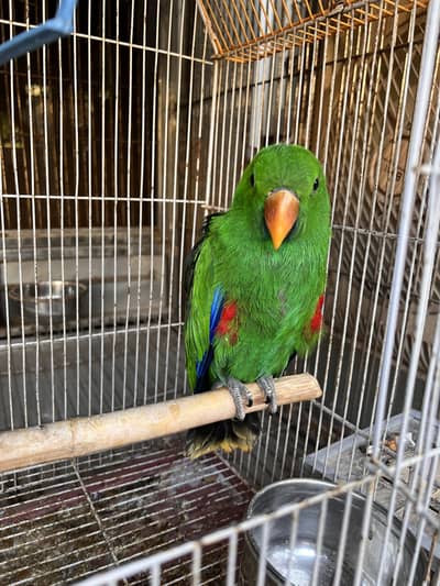 Eclectus Near to Self Pair