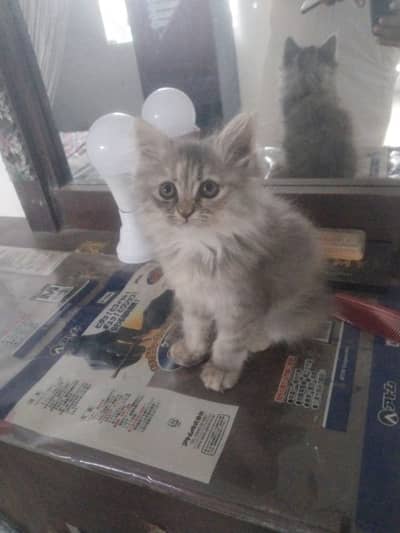 Persian cat for sale 2 month Age
