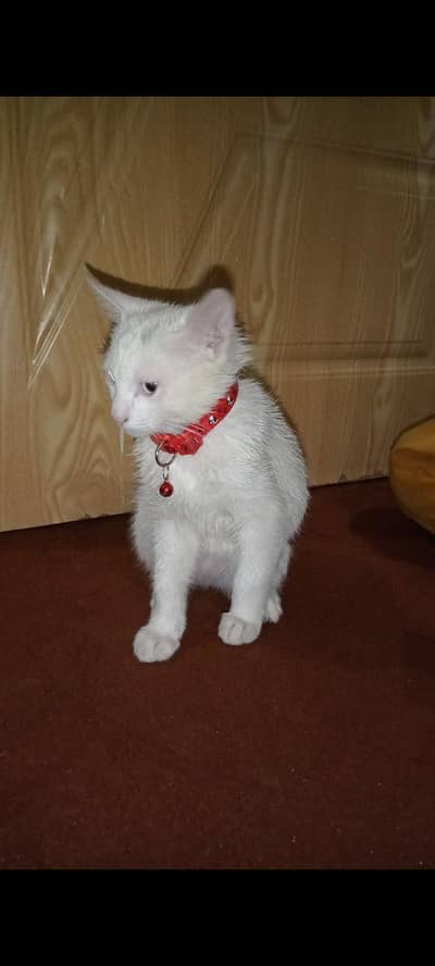 Angora mix Persian kitten