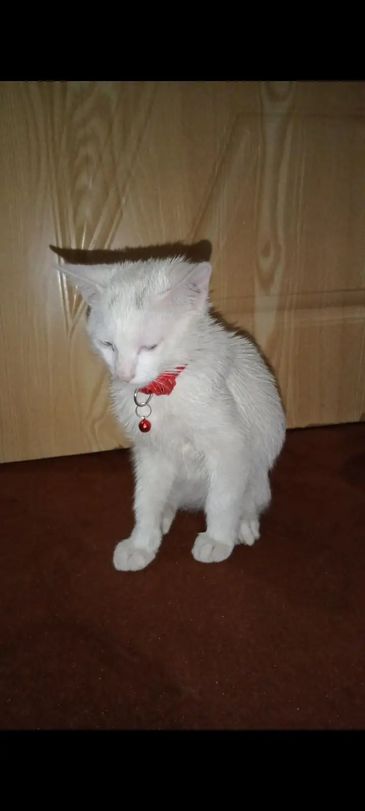 Angora mix Persian kitten — photo 2