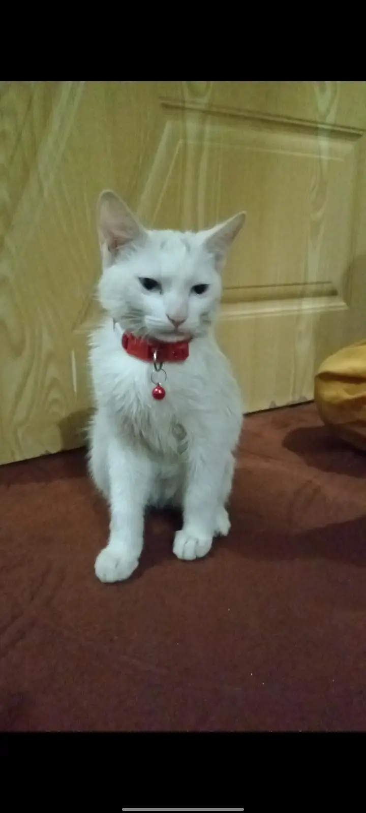 Angora mix Persian kitten — photo 3
