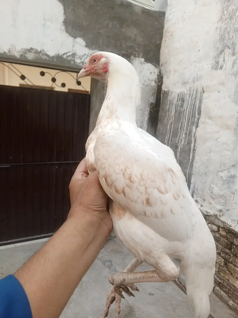 Makhni Chini Pathi — photo 2