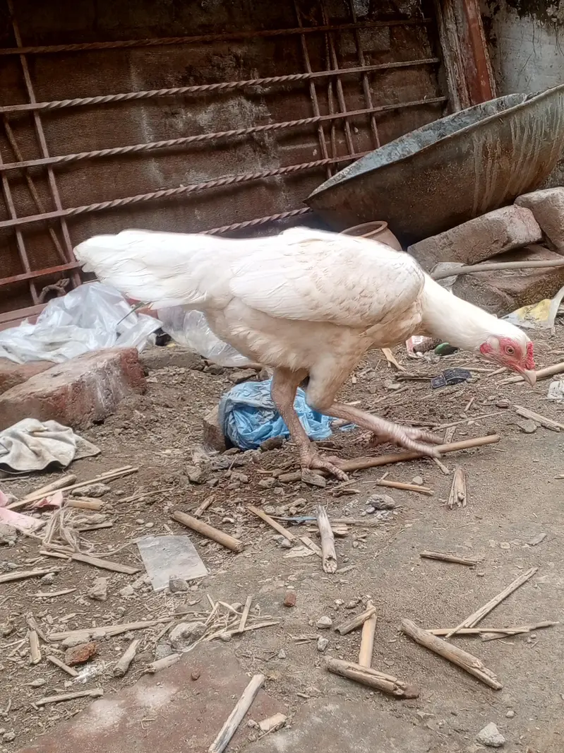 Makhni Chini Pathi — photo 3